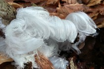 Ledové vlasy - černorosol bukový (Exidia glandulosa)