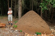 Obří hnízdo mravenců r. Formica dokládá zásadní význam tohoto druhu pro lesní ekosystém. Moje maličkost jako měřítko.