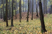 Lesy Jestřebích hor jsou plné památek na těžbu uhlí.  Zde jedna z mnoha hald pod zavaleným ústím staré šachtice nad Starým Sedloňovem.