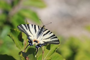 Otakárek ovocný IMG_0418