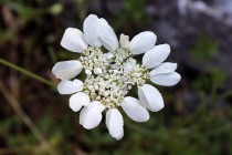 Paprska velkokvětá - Orlaya grandiflora IMG_0711