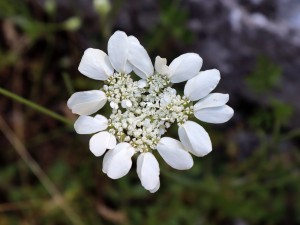 Paprska velkokvětá - Orlaya grandiflora IMG_0711