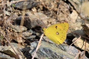 žluťásek r. Colias IMG_0334