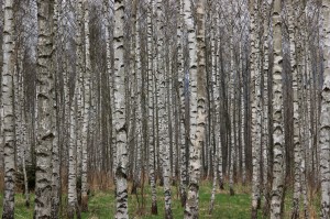 Chvaleč - louky u hranice