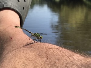 Ophiogomphus cecilia & chlupatá noha...