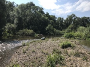 Zúžené meandrující koryto za písníky na jednom místě bobři pokácenými stromy zneprůjezdnili...