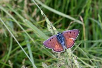 Na každé rumunské expedici nafotím desítky druhů vzácných motýlů. Letos to bylo jinak, v Rumunsku před naším příjezdem několik týdnů vytrvale pršelo - stejně jako v ČR zdejší populace klesly na minimum. Jeden z mála letošních  úlovků - ohniváček modrolesklý.