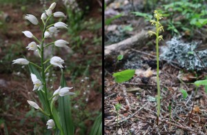 Orchideje okrotice mečolistá a korálice trojklaná