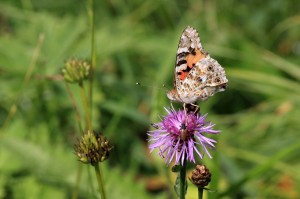 Babočka bodláková - Vanessa cardui IMG_1631