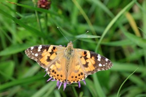 Babočka bodláková - Vanessa cardui