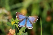 Modrásek jetelový - Polyommatus bellargus  IMG_9741