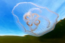 Medúza talířovka ušatá - Aurelia aurita