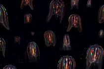 Bioluminiscence žebernatek, převzato z https://stock.adobe.com/cz/search?k=bioluminescence&asset_id=140990627