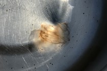 Žebernatka - Mnemiopsis leidyi