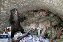 Uvnitř vstupní haly Medvědí jeskyně je dioráma, jež odkazuje na zdejší fosilní nálezy kostí jeskynních medvědů, hyen a lvů...