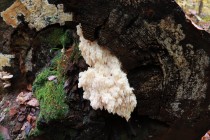 Korálovec jedlový - Hericium flagellum