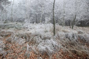 Broumovské stěny