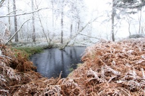 Broumovské stěny