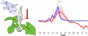 Graf závislosti teploty palice a uvolňovaných aromatických molekul. převzato z: https://www.sciencedirect.com/science/article/abs/pii/S0031942218302796