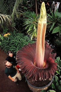 Zmijovec titánský s největším květenstvím na světě. zdroj: wikipedia-commons https://upload.wikimedia.org/wikipedia/commons/5/5a/Amorphophallus_titanum_%281%29_%28Aracerae%29_Titan_Arum_world_record_flower_2003_in_Botanical_Gardens_Bonn%2C_Foto_%C2%A9_W._Barthlott%2C_Bot.Gard._Bonn.jpg