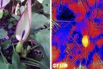 Dvě různé fáze kvetení: árón vpravo ještě láká opylovače, ale rostlina vlevo je obsazená, reklamu zhasla a zatápí hostům v pokojíku...