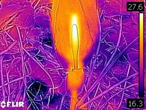 Árón plamatý - Arum maculatum Termocam FLIR1478 5