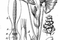 Ilustrace áronu s popisem květenství z Polívkovi Květeny české