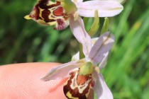 Tořič včelonosný