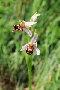 Tořič včelonosný - Ophrys apifera, Na Plachtě, 20.6.2025 IMG_5348 k