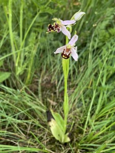 Tořič včelonosný - Ophrys apifera, PP Na Plachtě, 20.6.2025