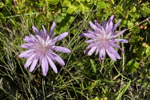 Všudypřítomná kytka s hezkým jménem  hadí mord nachový