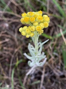 Smil písečný - Helichrysum arenarium IMG_0280