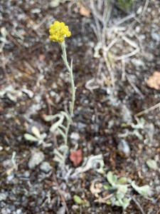 I zde přežívá pár posledních rostlinek
