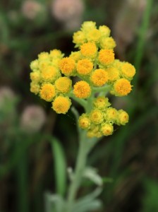 Smil písečný - Helichrysum arenarium IMG_5802