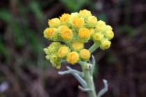 Smil písečný - Helichrysum arenarium