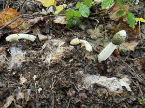 Hadovka smrdutá - plodnice a mycelium prorůstající hnijícím dřevem