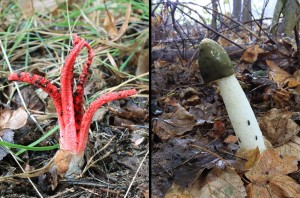 Květnatec Archereův a Hadovka smrdutá - "ďáblovy prsty a penis nestoudný"