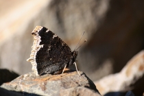 Babočka osiková - Nymphalis antiopa, Náchod, 21.8.2011