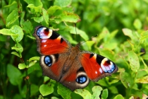 Babočka paví oko - Inachis io , Krkonoše- Obří důl, 27.7.2012 