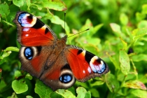 Babočka paví oko - Inachis io , Krkonoše- Obří důl, 27.7.2012 