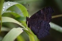 Babočka paví oko - Inachis io , Náchod, 28.7.2011 