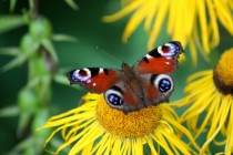 Babočka paví oko - Inachis io , Orlické hory, 5.8.2011 