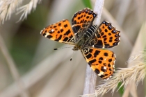 Babočka síťkovaná - Araschnia levana , jarní generace, Lewin, 29.4.2014 