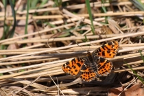 Babočka síťkovaná - Araschnia levana , jarní generace, Náchod, 16.4.2011 