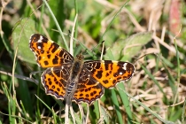 Babočka síťkovaná - Araschnia levana , jarní generace, Náchod, 24.4.2011