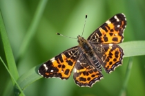 Babočka síťkovaná - Araschnia levana - jarní generace, PR Zbytka, 10.5.2012 