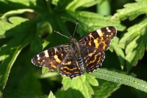 Babočka síťkovaná - Araschnia levana, letní generace, Náchod, 10.7.2010 