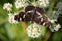 Babočka síťkovaná - Araschnia levana , letní generace, Náchod, 11.8.2013