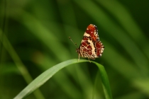Babočka síťkovaná - Araschnia levana , letní generace, Náchod, 1.7.2009 