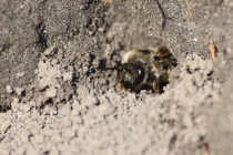 Samotářská včela -  - Apiformes sp., Náchod- odkaliště Popílek, 30.4.2009